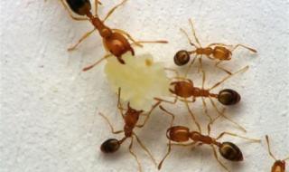 蚂蚁的外貌特征和生活习性